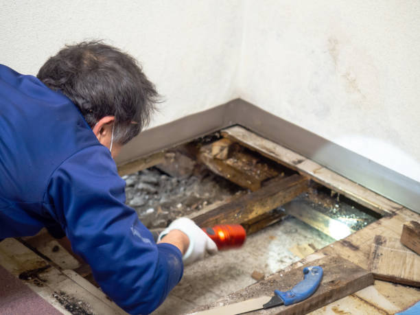 Best Residential Mold Remediation in White Oak, TX