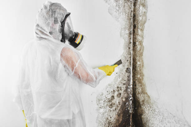 Best Crawl Space Mold Remediation in White Oak, TX