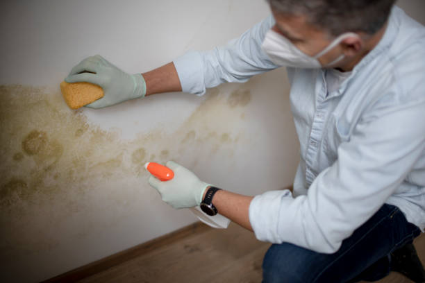 Professional Mold Remediation in White Oak, TX