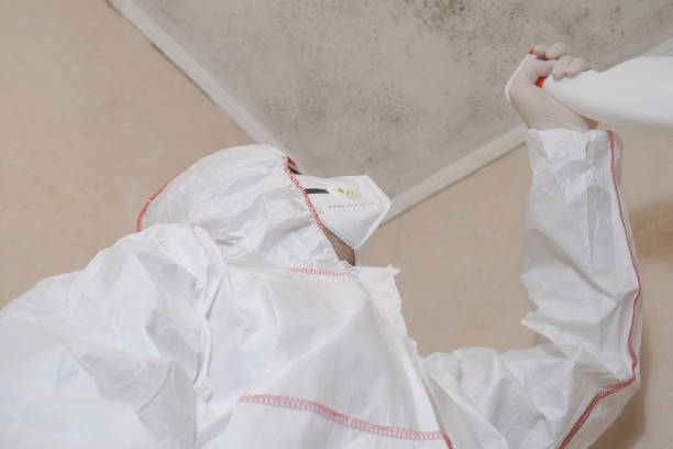 Best Basement Mold Remediation in White Oak, TX