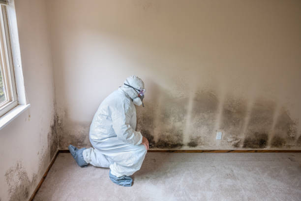 Best Post-Flood Mold Remediation in White Oak, TX