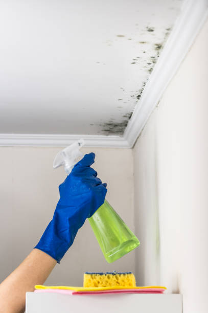 Best Insurance-Related Mold Remediation in White Oak, TX