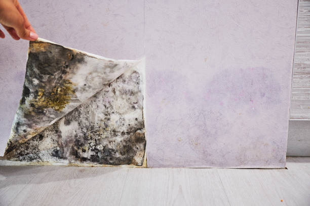 Best Residential Mold Remediation in White Oak, TX